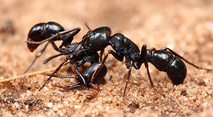 Ant Pest Control