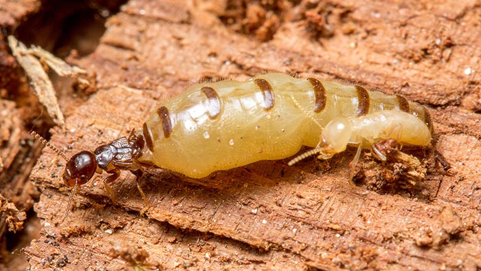 Termite Pest Control