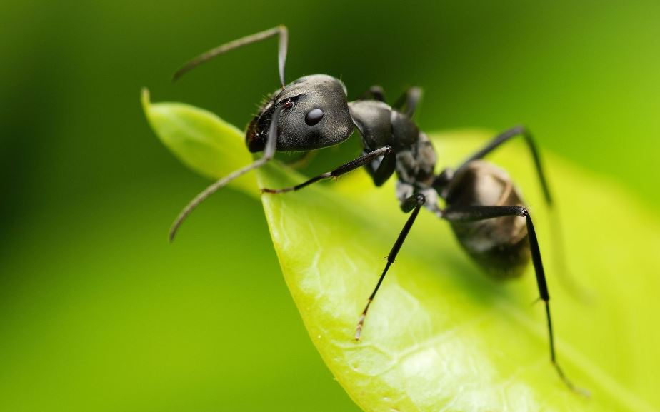 Ant Fumigation