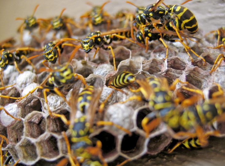 Fumigate Wasps